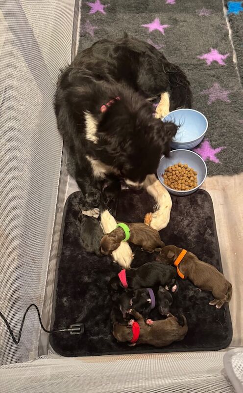 Border Collie puppies for sale in Newport, Isle of Wight – 1 week old