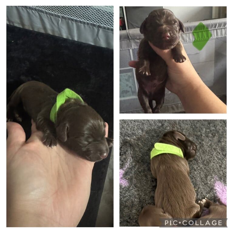 Border Collie puppies for sale in Newport, Isle of Wight – 1 week old - Image 3 of 3
