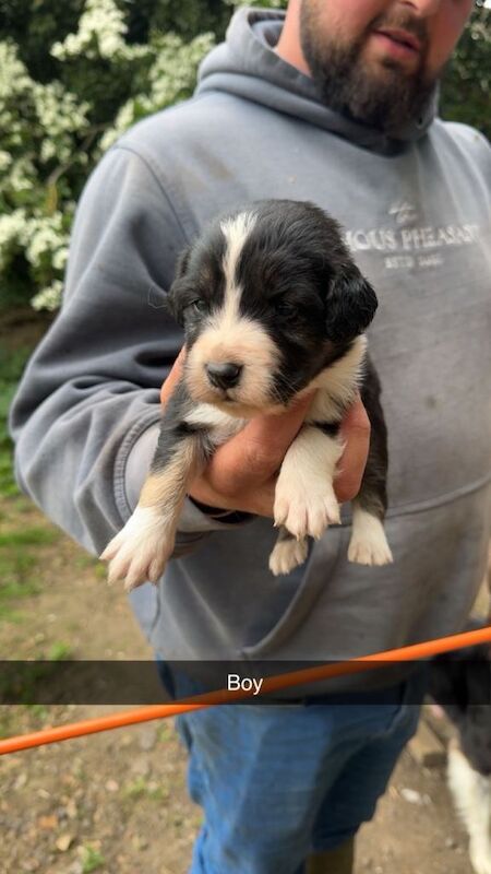 Collie cross spaniel puppies two litters of 6 - Image 4 of 5