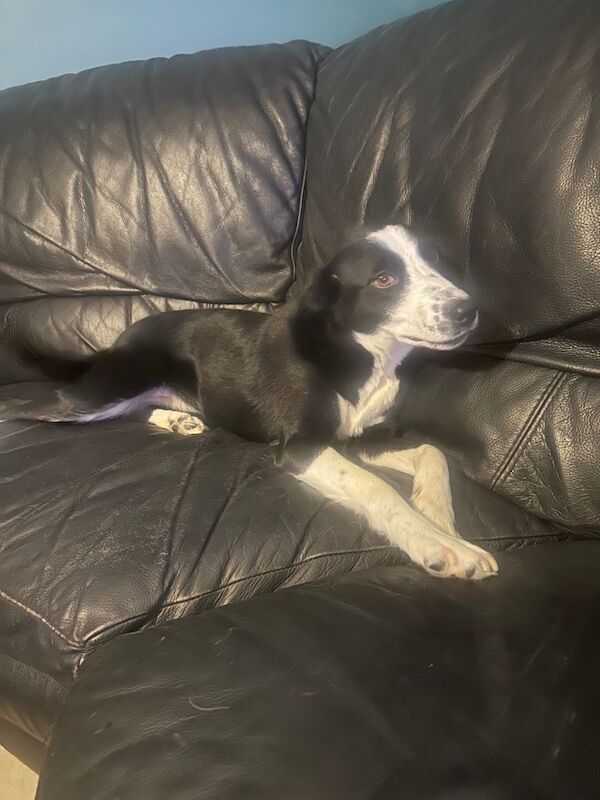 Collie dog full breed - Image 3 of 5