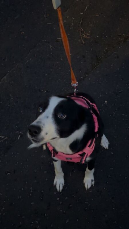 Collie dog full breed - Image 5 of 5