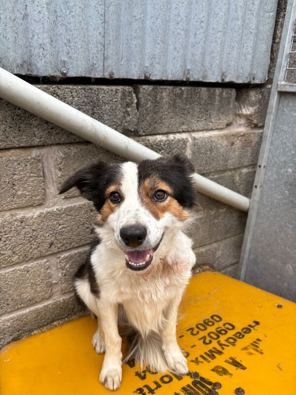 Border Collie puppies for sale in Dungiven, County Londonderry – 1 year old