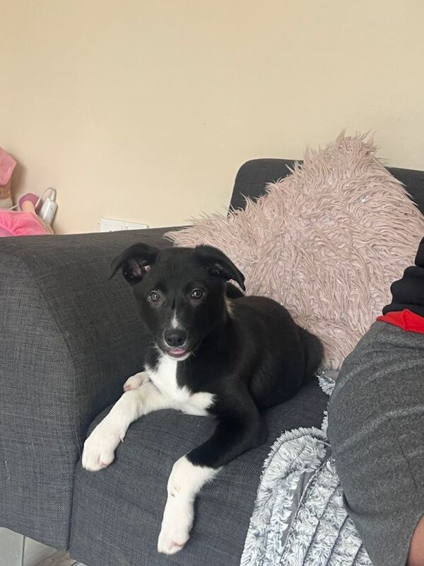 Border Collie puppies for sale in Castlederg, County Tyrone – 3 months old