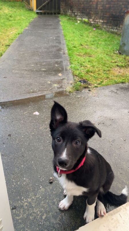 Border Collie puppies for sale in Castlederg, County Tyrone – 3 months old - Image 2 of 2