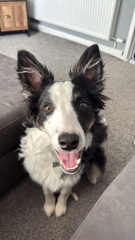 Border Collie puppies for sale in Auchterarder, Perth and Kinross – 7 months old