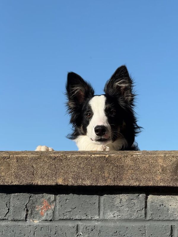Border Collie puppies for sale in Auchterarder, Perth and Kinross – 7 months old - Image 2 of 2