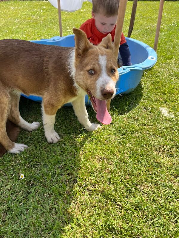 Border Collie puppies for sale in Dungannon, County Tyrone – 9 weeks old