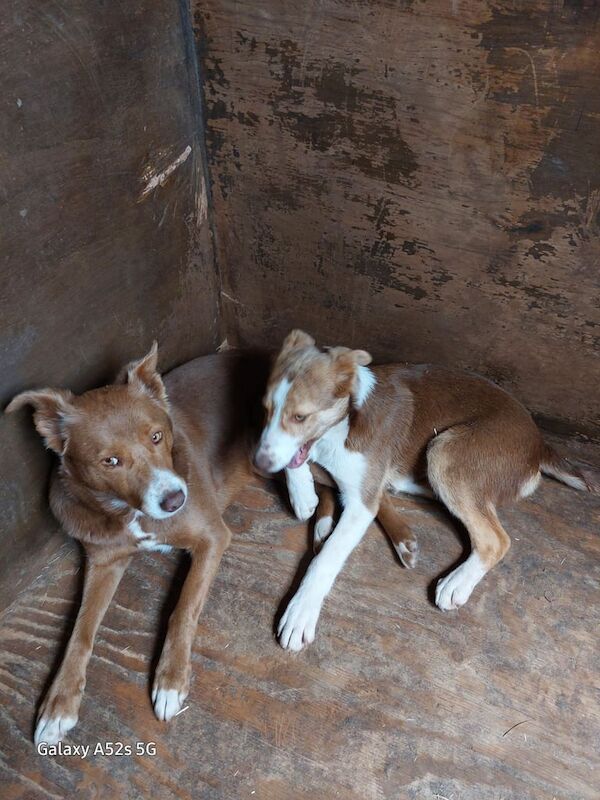 Border Collie puppies for sale in Dungannon, County Tyrone – 9 weeks old - Image 2 of 2