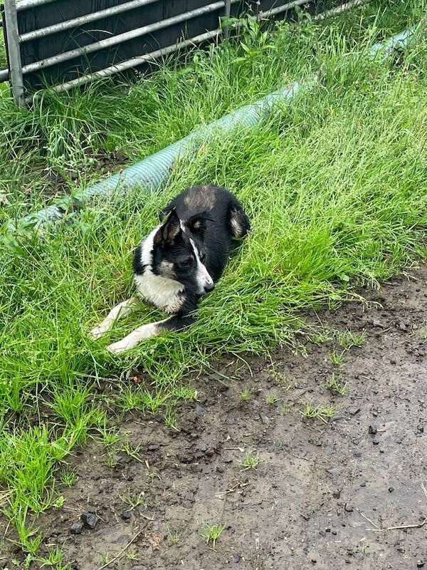 Border Collie puppies for sale in Bushmills, County Antrim – 8 months old