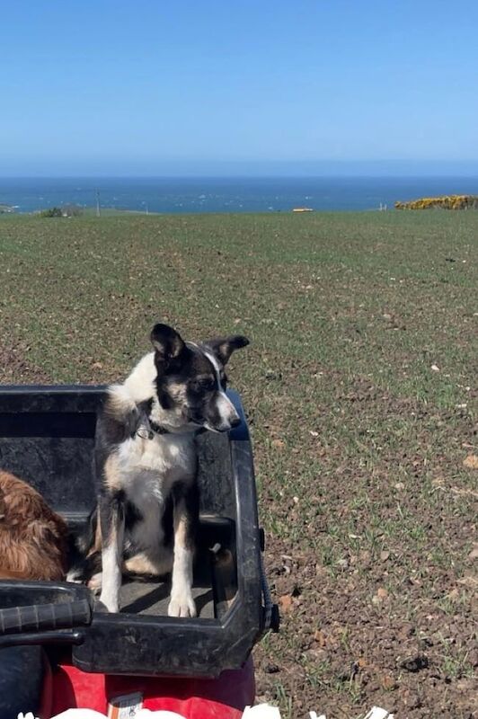 Border Collie puppies for sale in Bushmills, County Antrim – 8 months old - Image 2 of 3