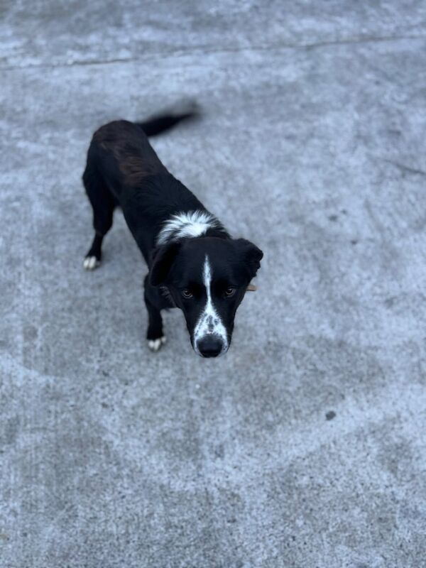 Border Collie puppies for sale in Armagh, County Armagh – 11 months old