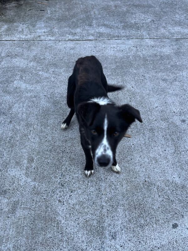 Border Collie puppies for sale in Armagh, County Armagh – 11 months old - Image 2 of 3