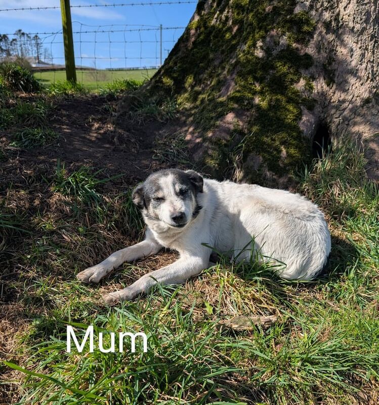 Collie puppies for sale in Lockerbie, Dumfries