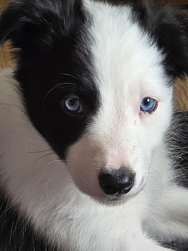 Border Collie puppies for sale in Methil, Fife – 9 weeks old