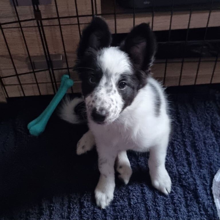 Border Collie puppies for sale in Methil, Fife – 9 weeks old - Image 2 of 3
