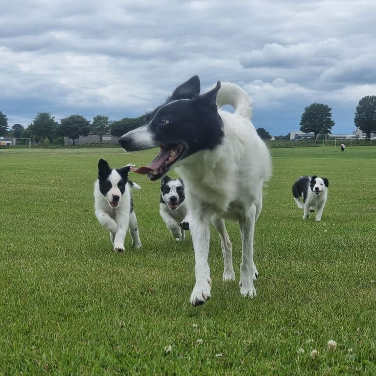 Border Collie puppies for sale in Methil, Fife – 9 weeks old - Image 3 of 3