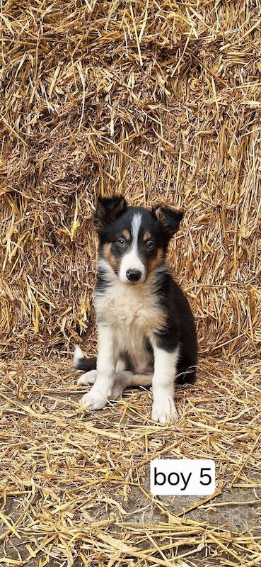 Border Collie puppies for sale in Ellon, Aberdeenshire – 8 weeks old