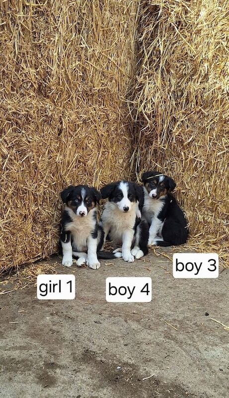 Border Collie puppies for sale in Ellon, Aberdeenshire – 8 weeks old - Image 2 of 3