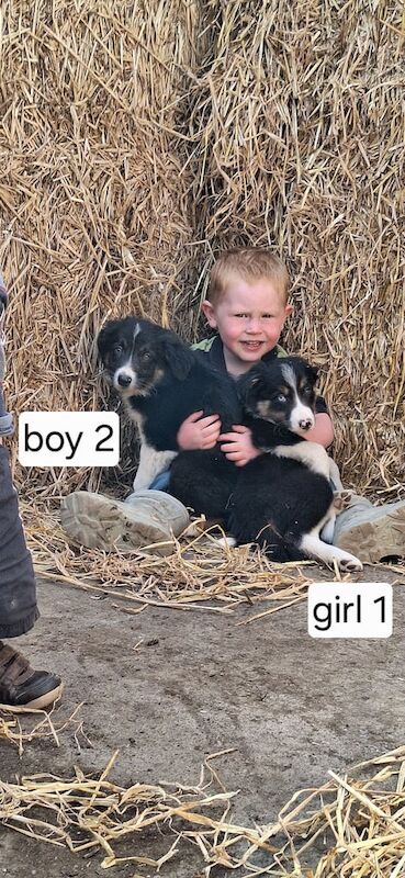 Border Collie puppies for sale in Ellon, Aberdeenshire – 8 weeks old - Image 3 of 3
