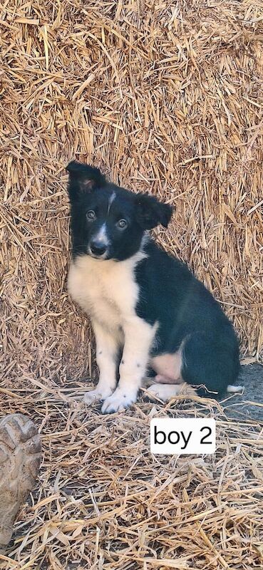 Border Collie puppies for sale in Ellon, Aberdeenshire – 9 weeks old