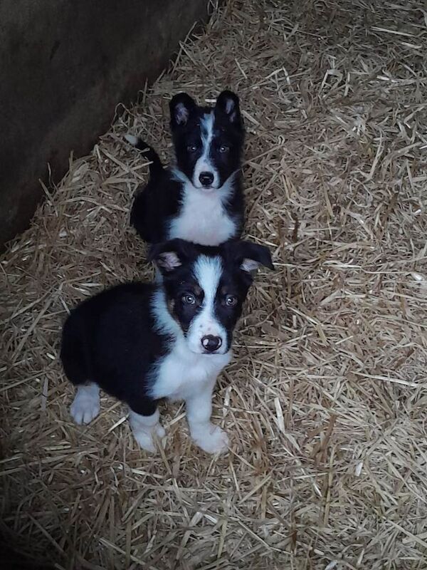 Border Collie puppies for sale in Kilkeel, County Down – 11 weeks old