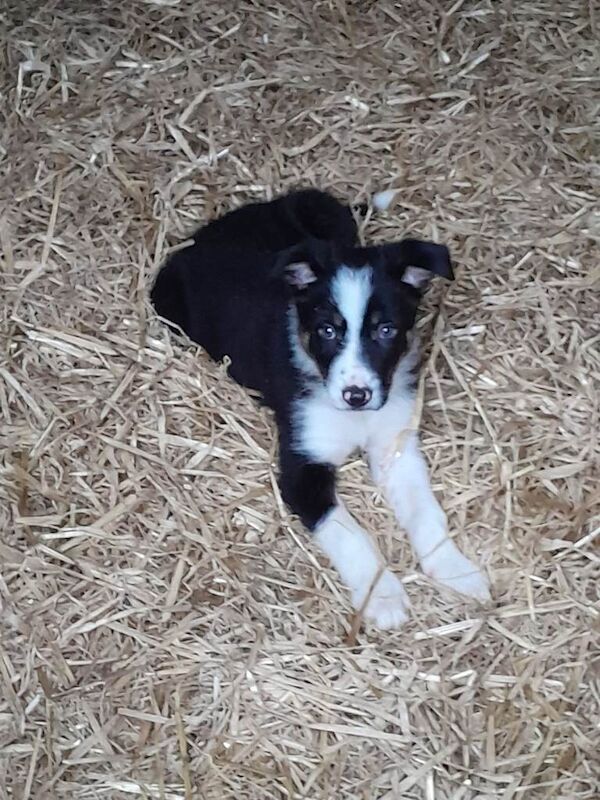 Border Collie puppies for sale in Kilkeel, County Down – 11 weeks old - Image 2 of 3