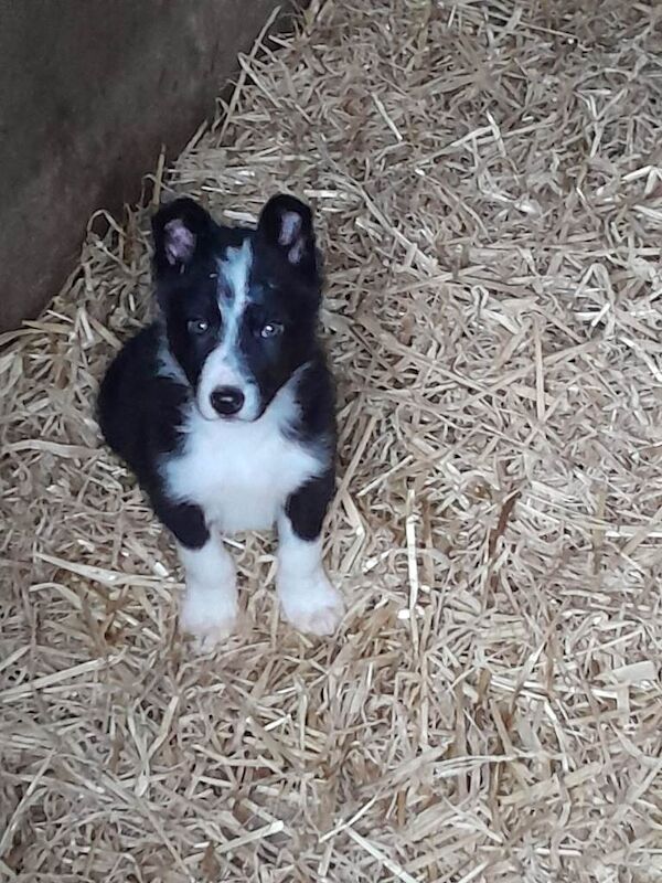 Border Collie puppies for sale in Kilkeel, County Down – 11 weeks old - Image 3 of 3