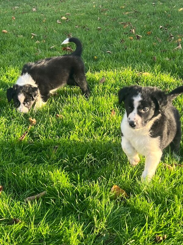 Collie puppies - Image 2 of 3