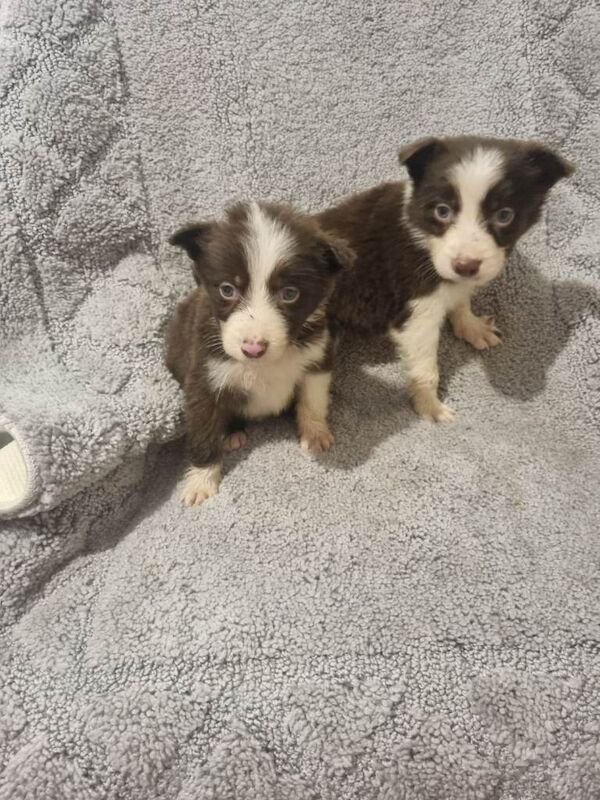 Border Collie puppies for sale in South Side, City of Edinburgh – 8 weeks old