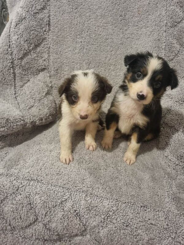 Border Collie puppies for sale in South Side, City of Edinburgh – 9 weeks old - Image 3 of 6