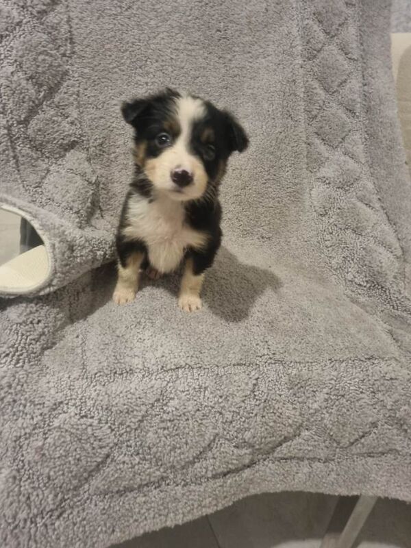 Border Collie puppies for sale in South Side, City of Edinburgh – 9 weeks old - Image 4 of 6