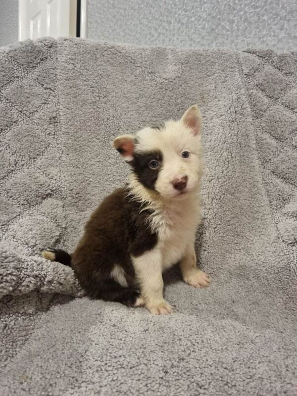 Border Collie puppies for sale in South Side, City of Edinburgh – 9 weeks old - Image 5 of 6