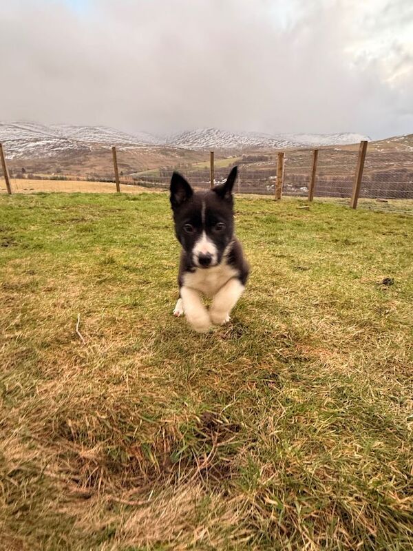 Border Collie puppies for sale in Brechin, Angus – 11 weeks old - Image 2 of 5