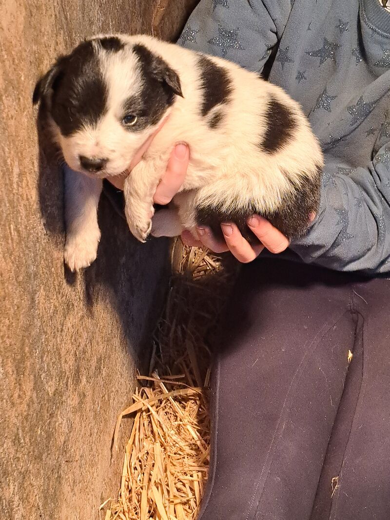 Collie puppies for sale in Modbury, Devon - Image 1