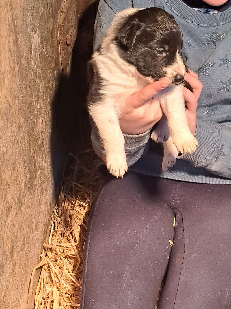 Collie puppies for sale in Modbury, Devon - Image 2