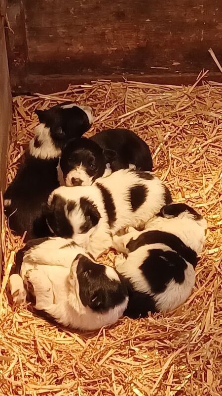 Collie puppies for sale in Modbury, Devon - Image 4