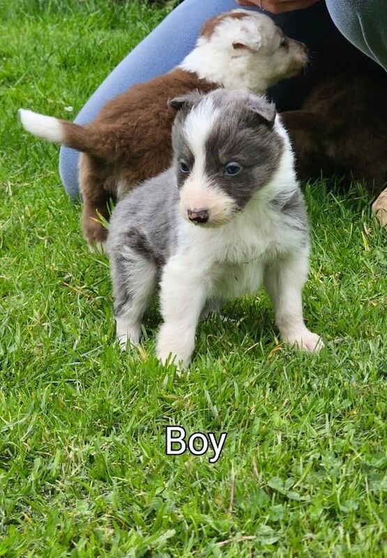 Collie puppies for sale in Haddington, East Lothian