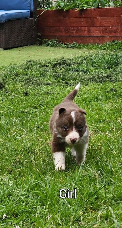 Collie puppies for sale in Haddington, East Lothian | Image 2
