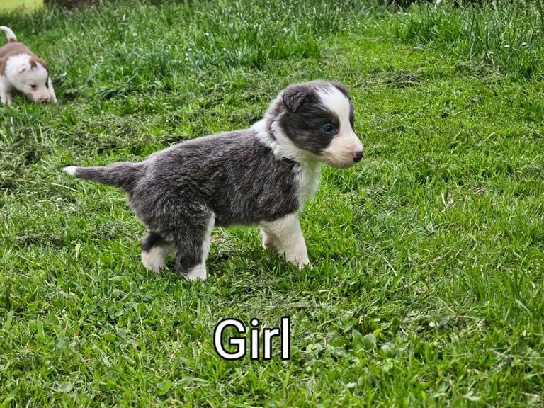 Collie puppies for sale in Haddington, East Lothian | Image 3