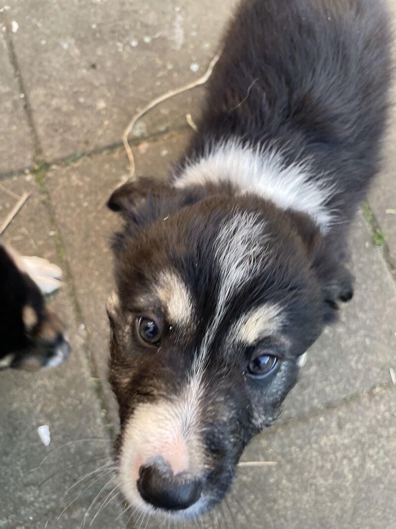 Collie puppies for sale in Hornsea Burton, East Riding of Yorkshire