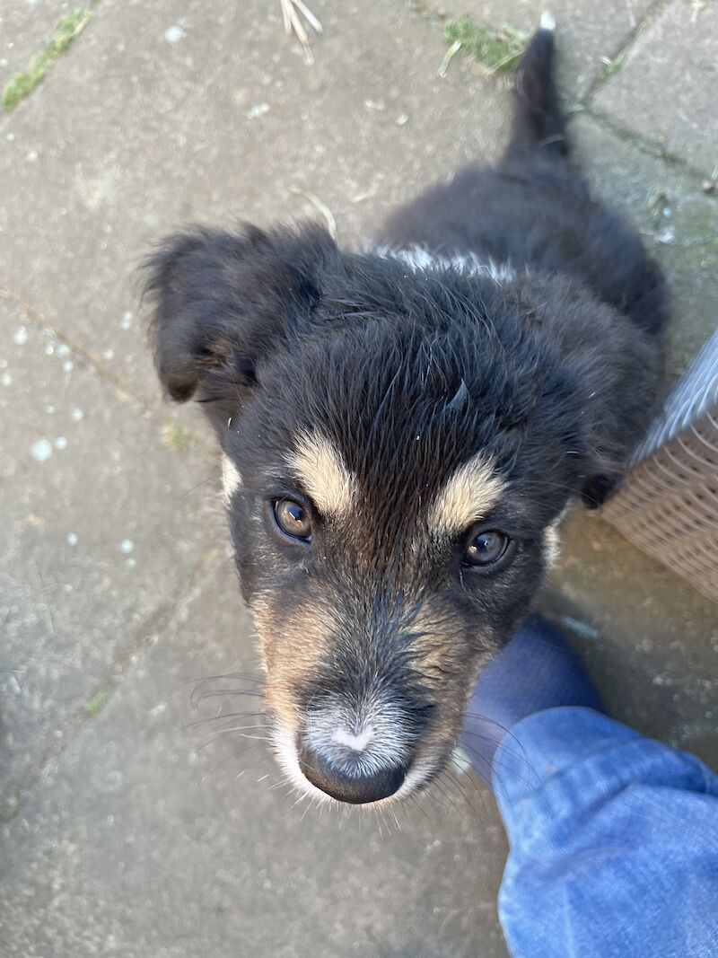 Collie puppies for sale in Hornsea Burton, East Riding of Yorkshire - Image 3