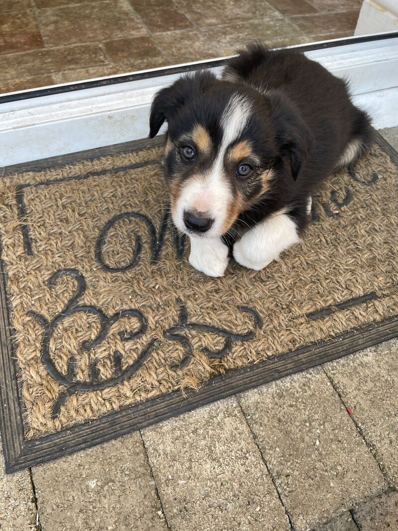 Collie puppies for sale in Hornsea Burton, East Riding of Yorkshire | Image 4