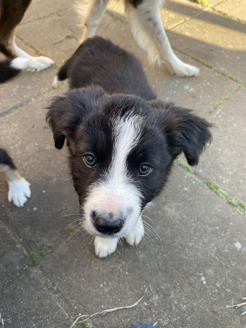 Collie puppies for sale in Hornsea Burton, East Riding of Yorkshire