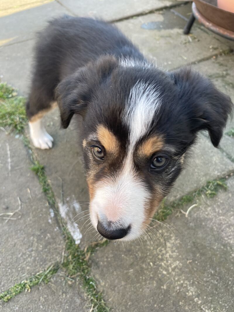 Border Collie puppies for sale in Hornsea Burton, East Riding of Yorkshire – 1 year old - Image 6 of 8