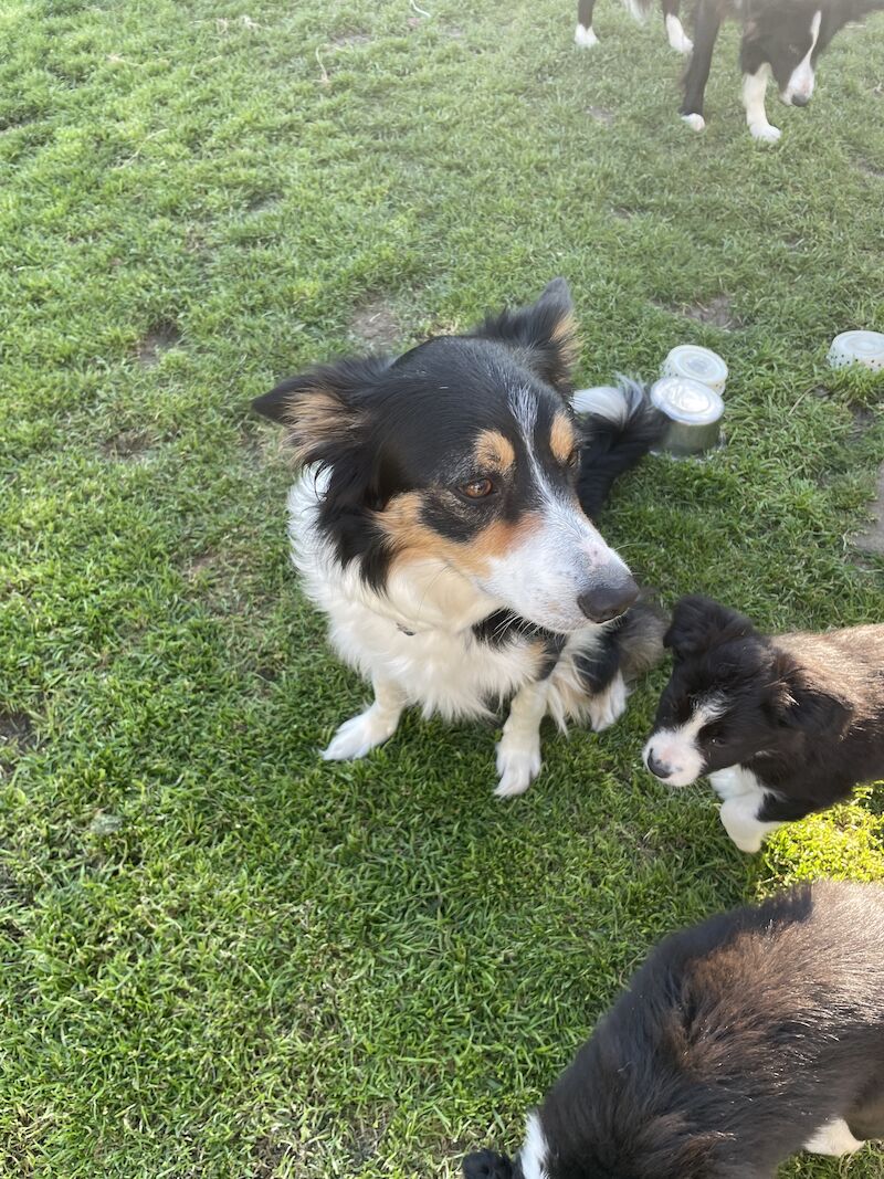 Border Collie puppies for sale in Hornsea Burton, East Riding of Yorkshire – 1 year old - Image 7 of 8