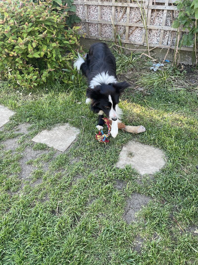Border Collie puppies for sale in Hornsea Burton, East Riding of Yorkshire – 1 year old - Image 8 of 8
