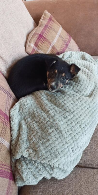 Collie puppy for sale in Redcar, North Yorkshire