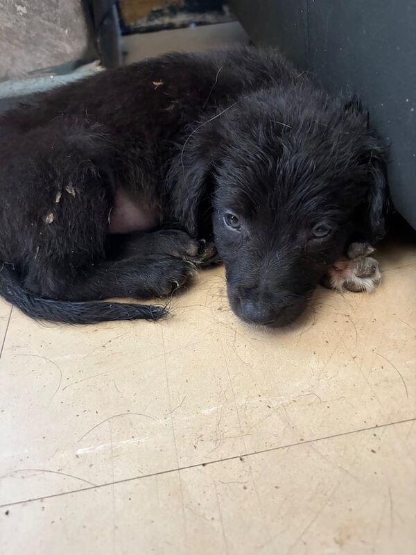 Border Collie puppies for sale in Newtownards, County Down – 10 weeks old
