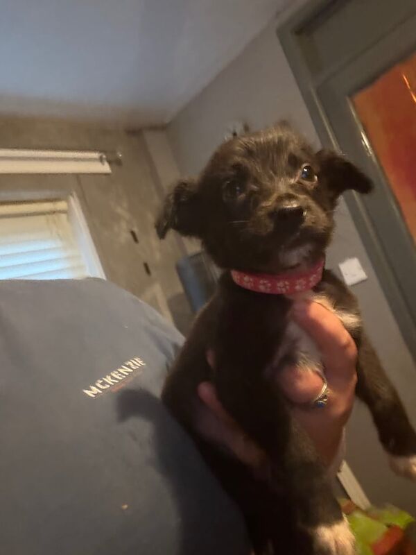 Border Collie puppies for sale in Newtownards, County Down – 10 weeks old - Image 2 of 3