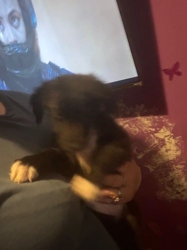 Border Collie puppies for sale in Newtownards, County Down – 10 weeks old - Image 3 of 3